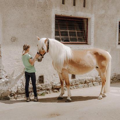 Horse Riding in Lana and Environs