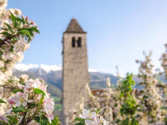 fruehling-bluete-st-prokulus-kirche-tg-naturns-fotostudio-2000-11