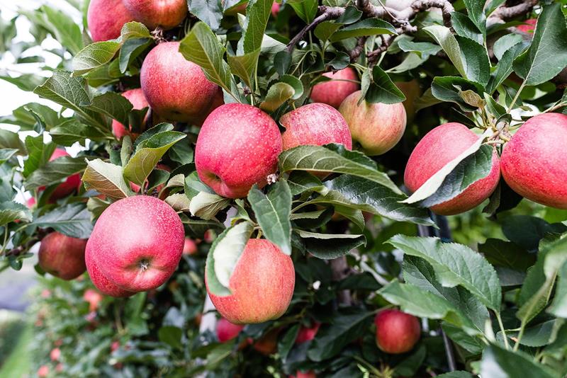 Essen-und-Trinken-Apfel-Schenna-kp[2]