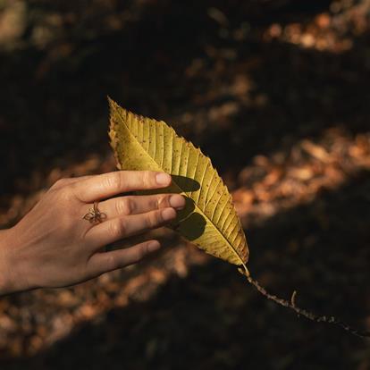 Alpine Forest Bathing in Merano and Environs