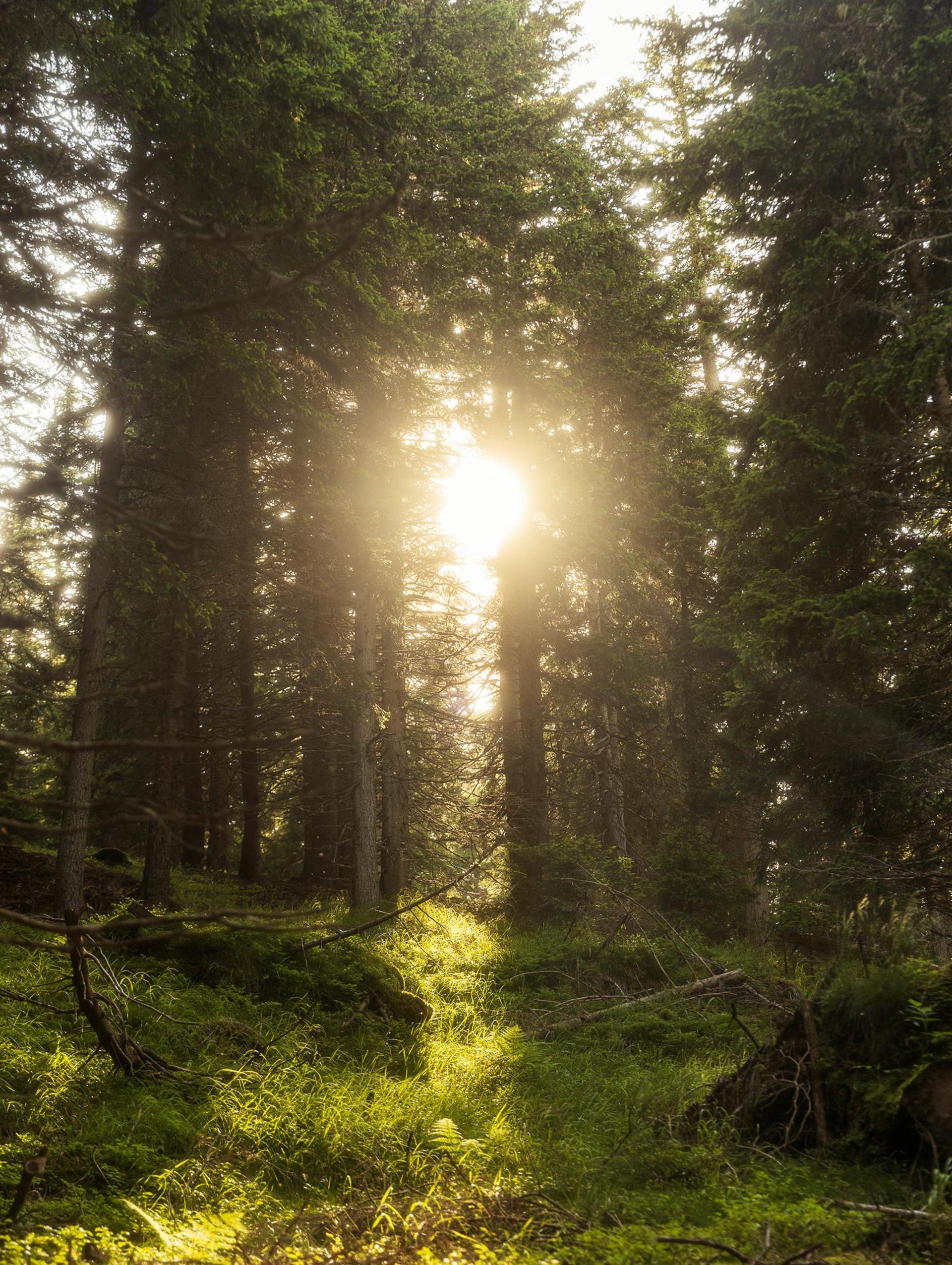 lq-greatthinglanavigljochforaging-63a7454