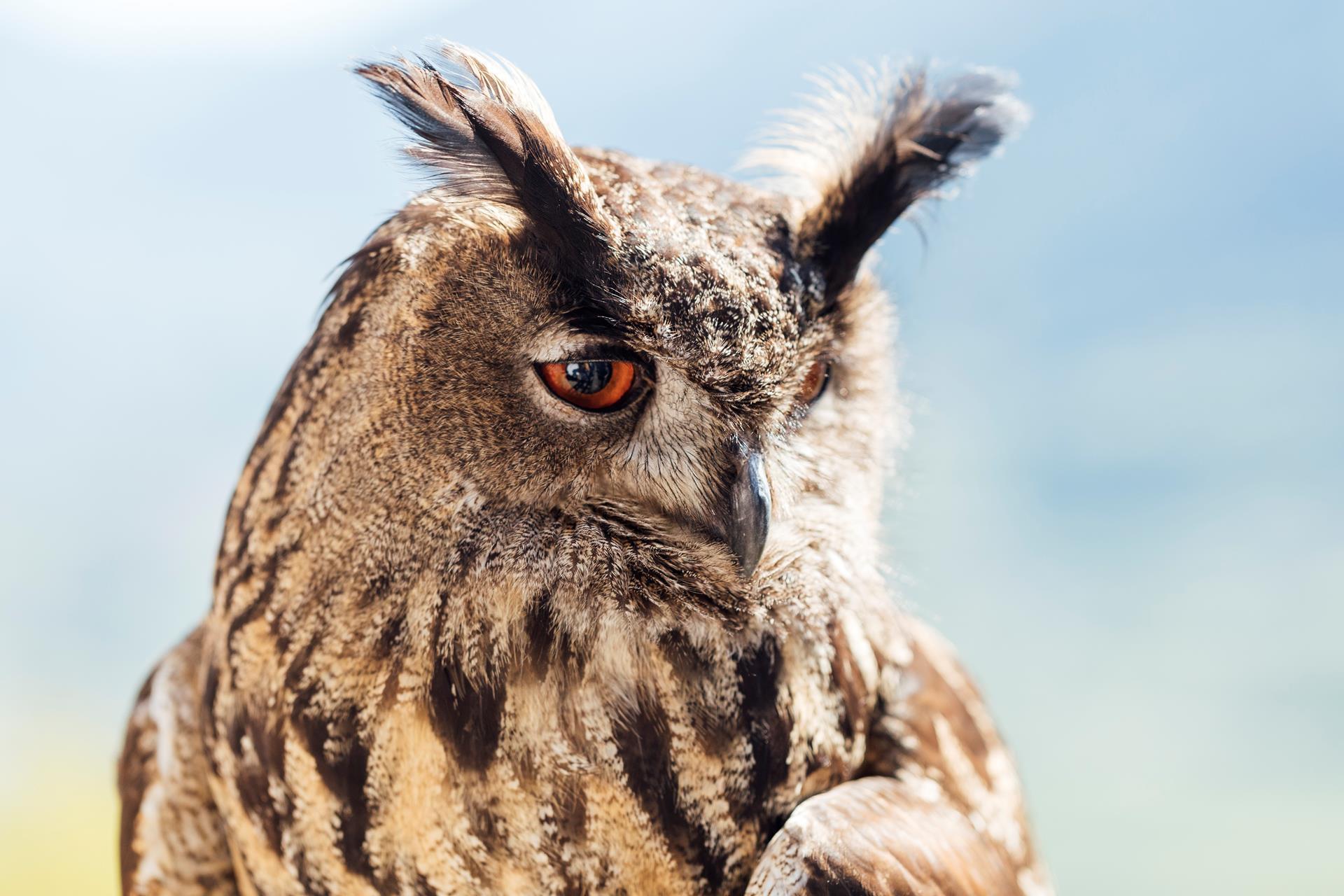 Thomas Roetting - Gufyland 2