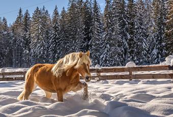 The Haflinger horse