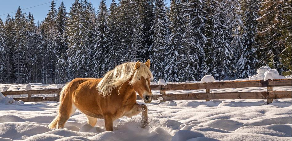 The Haflinger horse