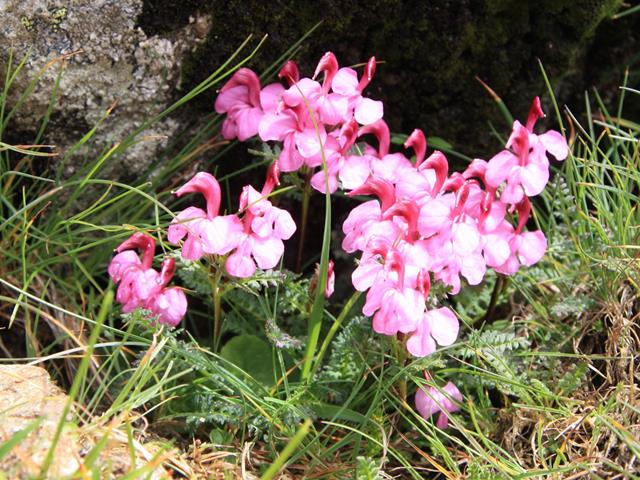 blumen-flora-naturpark-117