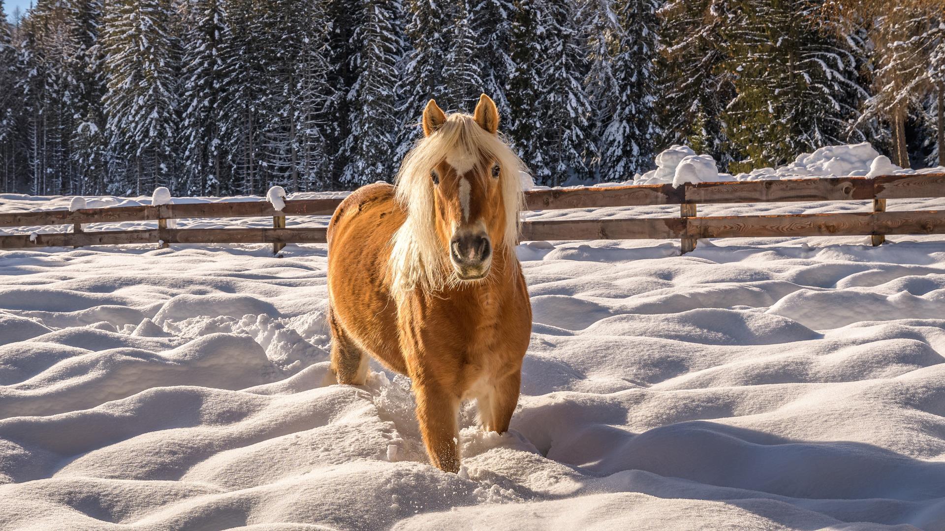 tv-jenesien-michael-guggenberg-4