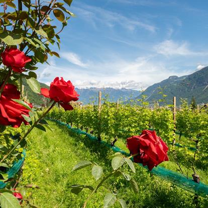 -julian-geiser-04816