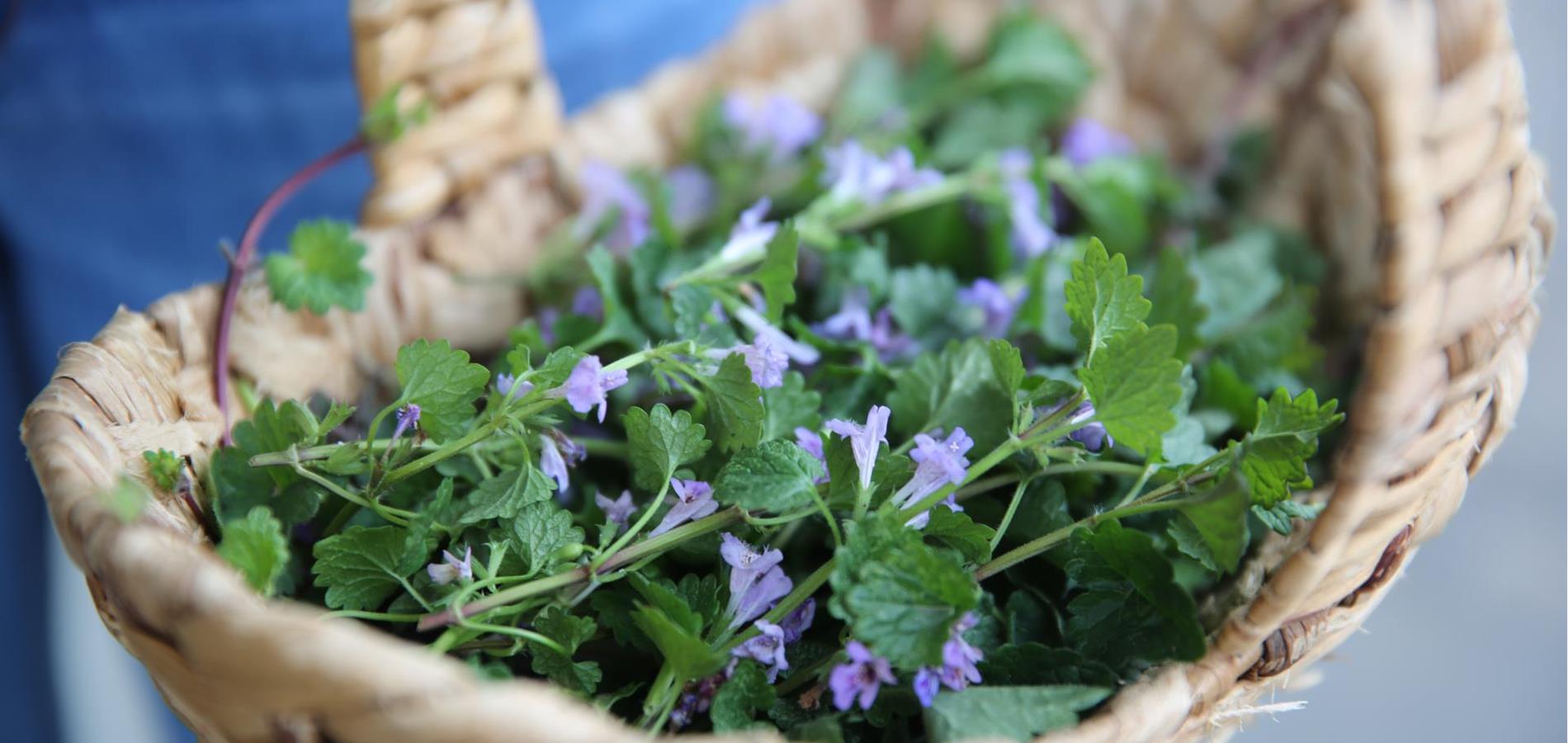 L’edera terrestre ricoperta di cioccolato: l'Aftereight dall'orto