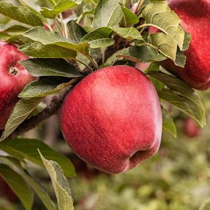Zwischen Bergen und Sonne: Apfelanbau in Südtirol