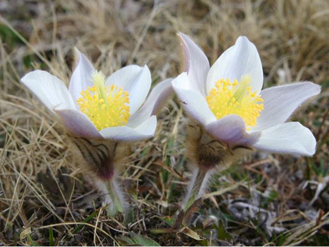 blumen-flora-naturpark-162