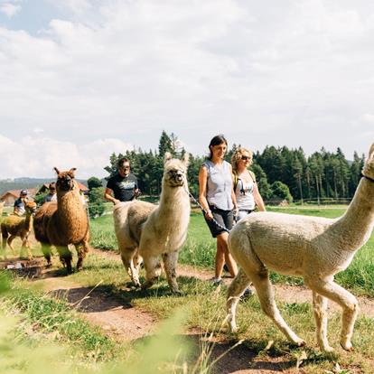 Lama- und Alpakawanderungen