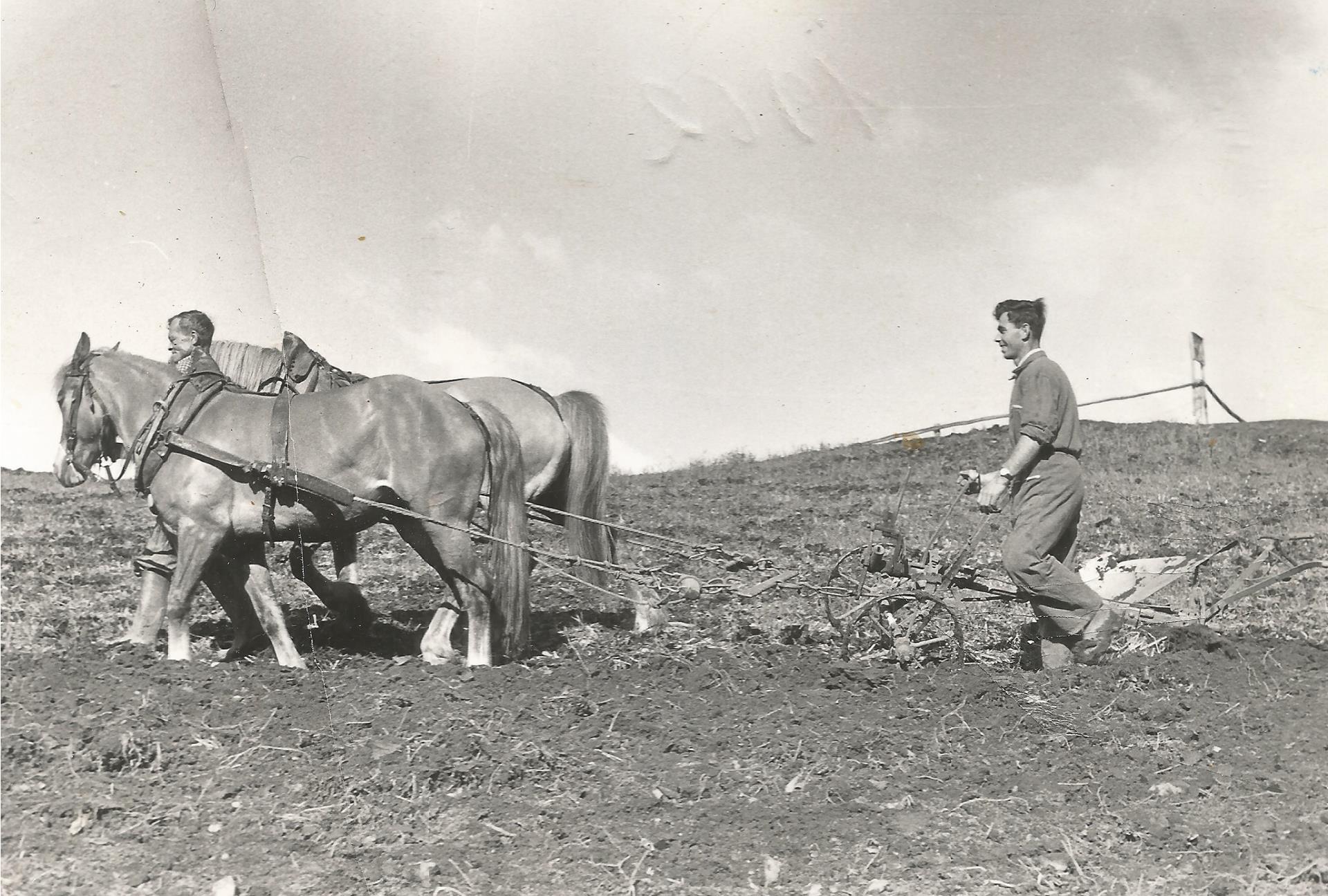 haflinger-alte-bilder-2
