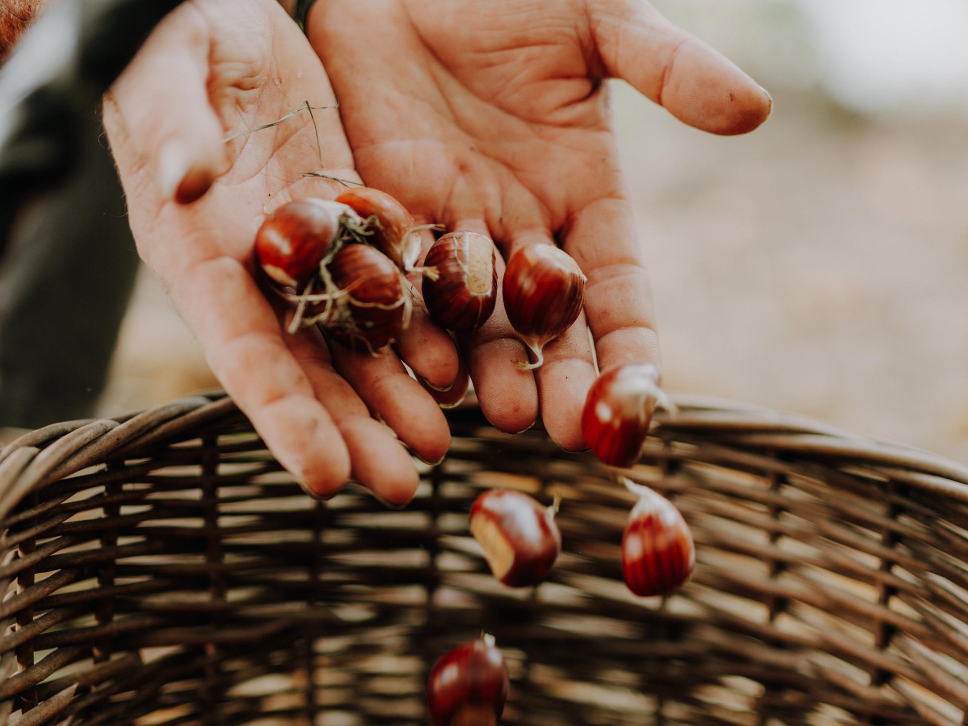 lanaregion-it-maike-wittreck-kastanienhain-laimer-4