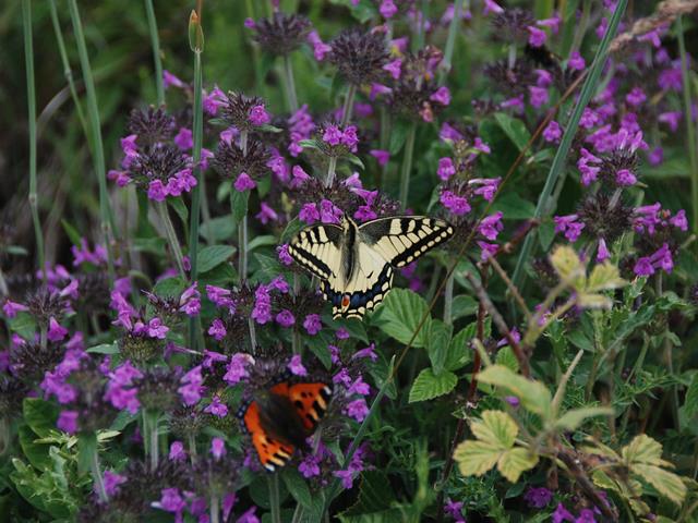 blumen-flora-naturpark-65