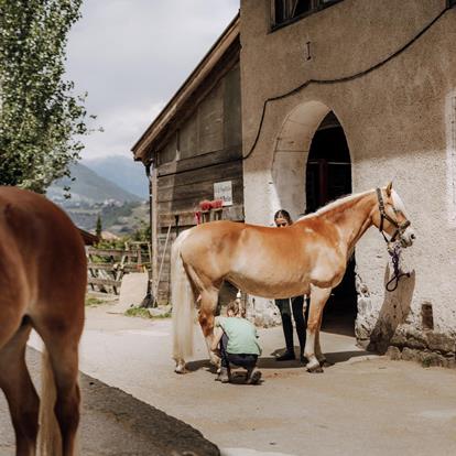 Horse Riding in Lana and Environs