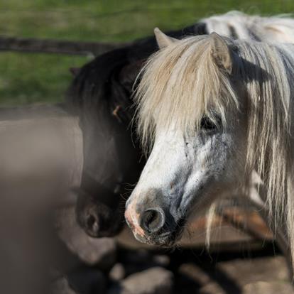 Tierwelt Rainguthof