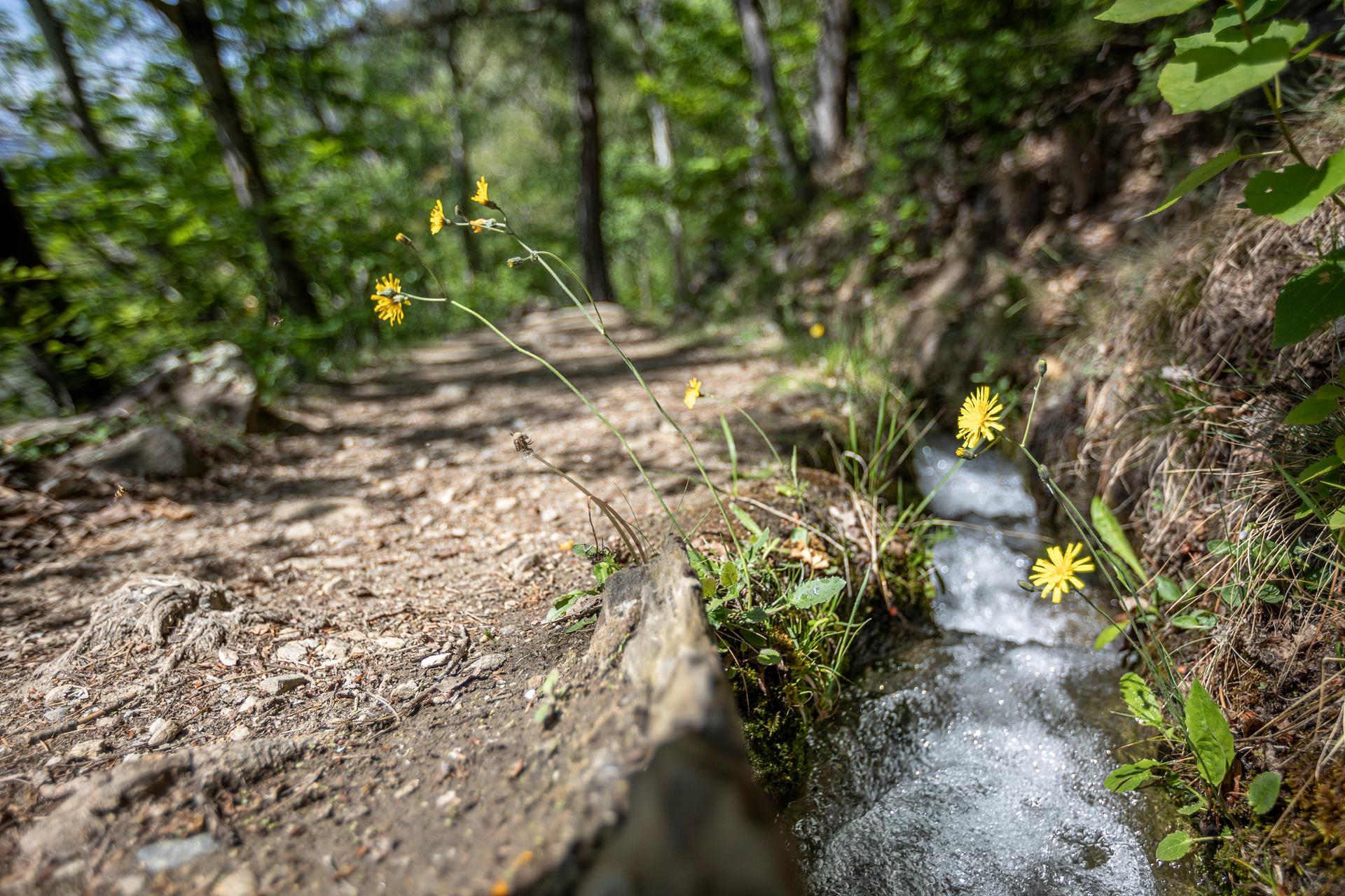 women-trail-hike-days-2023-waalweg-sonnenberg-tg-naturns-santer-peter-212