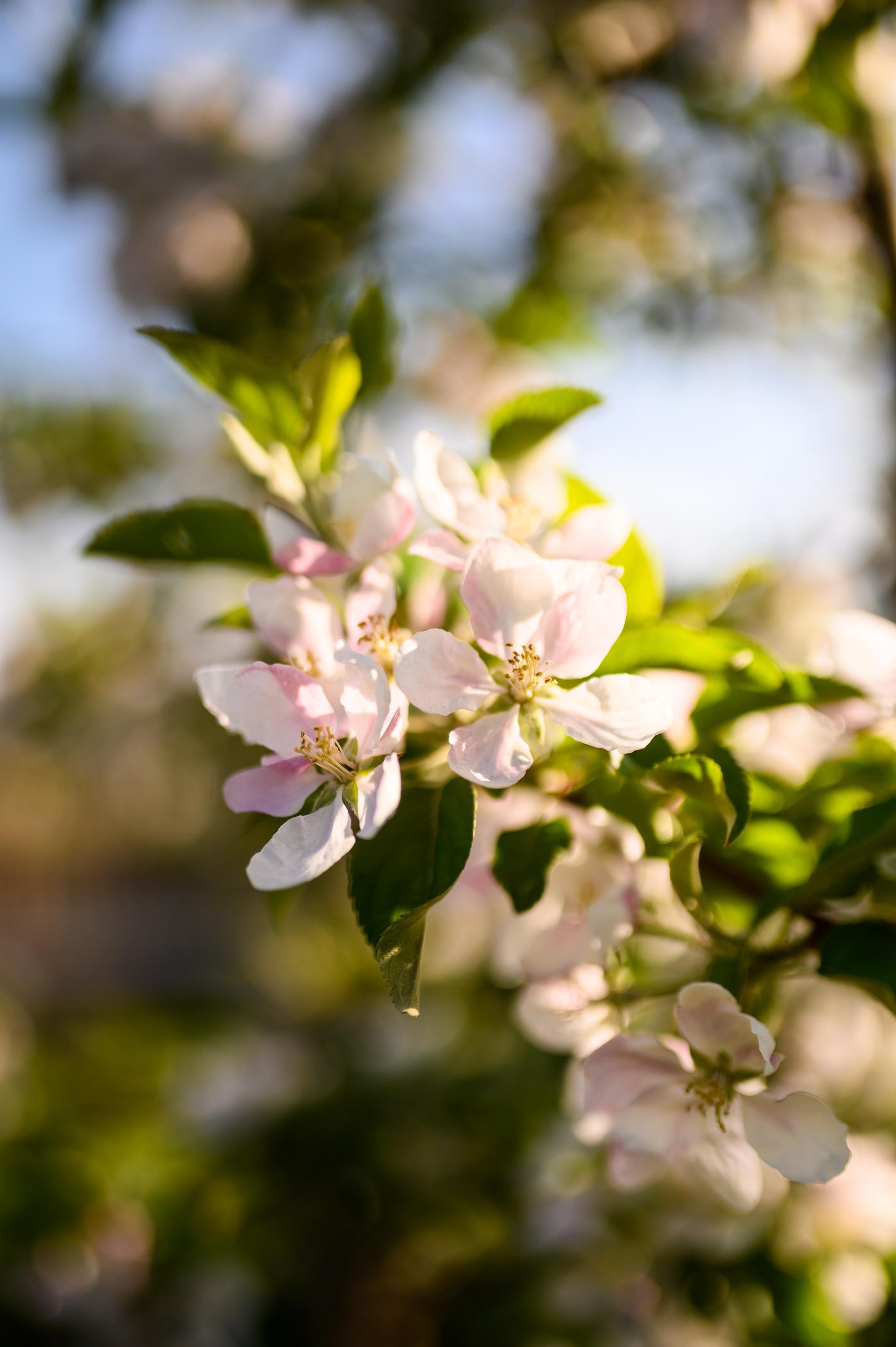 lanaregion-it-patrick-schwienbacher-fruehling-86