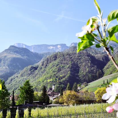 Alpine-Mediterranean village with orchards, vinyards and roses a Nalles