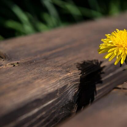 Dandelion weeks 2026 from 11 April to 3 May