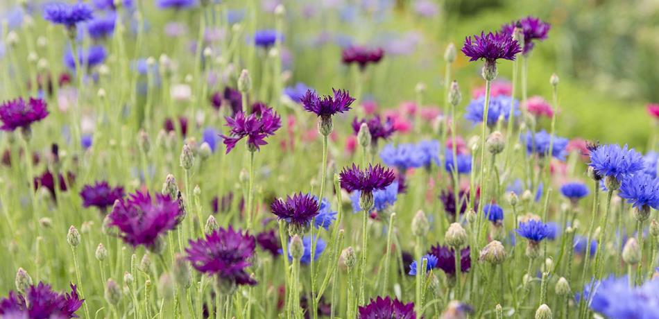 Giardini e i parchi in Alto Adige