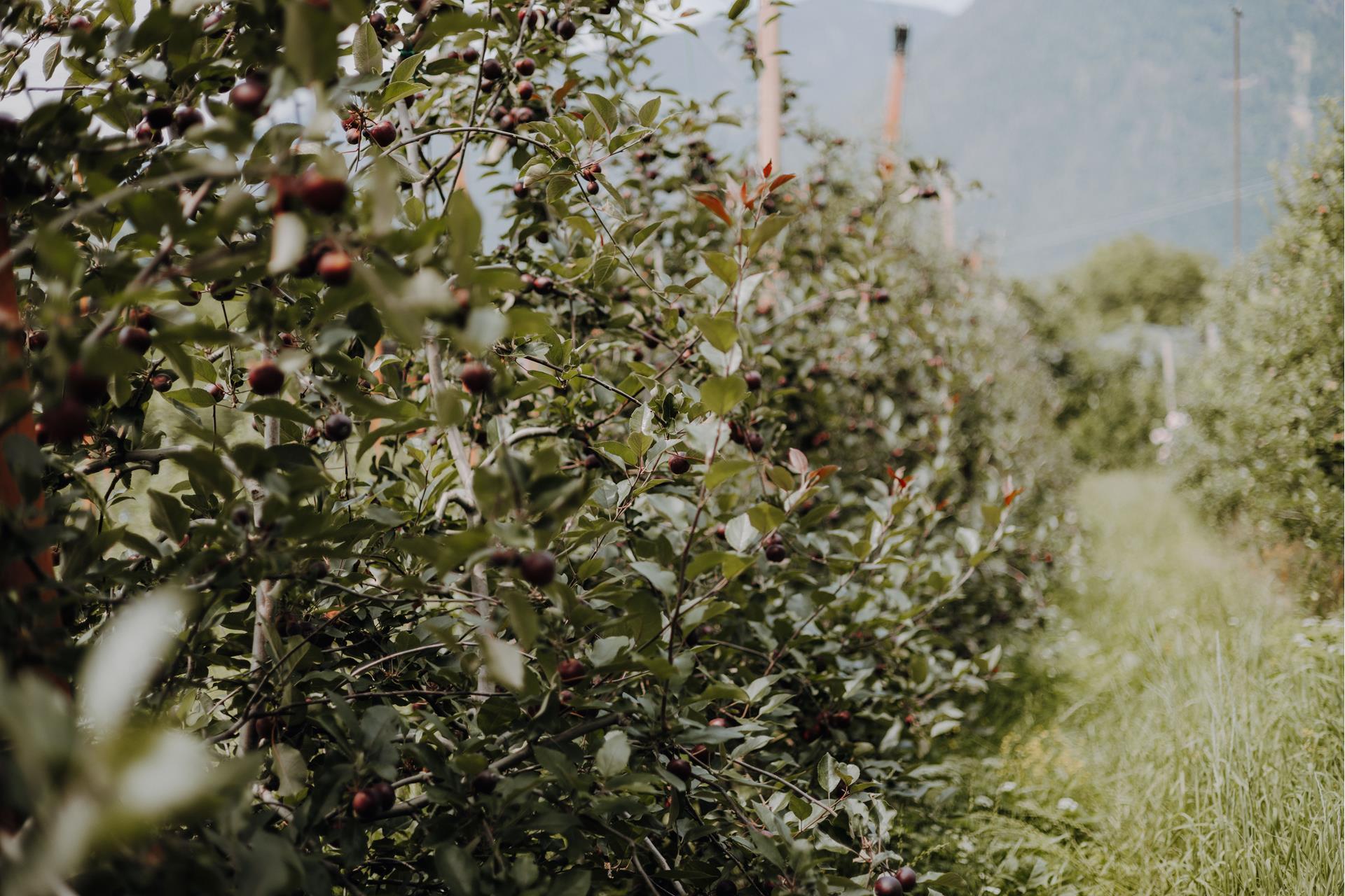 lanaregion-it-maike-wittreck-rocco-23