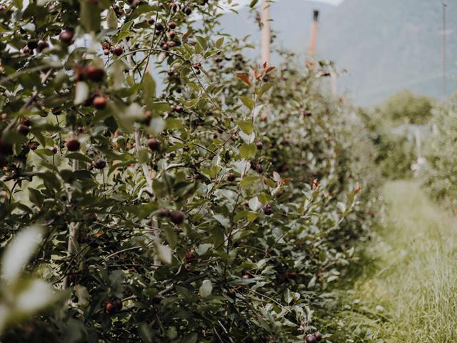 lanaregion-it-maike-wittreck-rocco-23