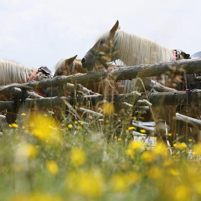 Horse riding tours at Hafling, Vöran and Meran 2000