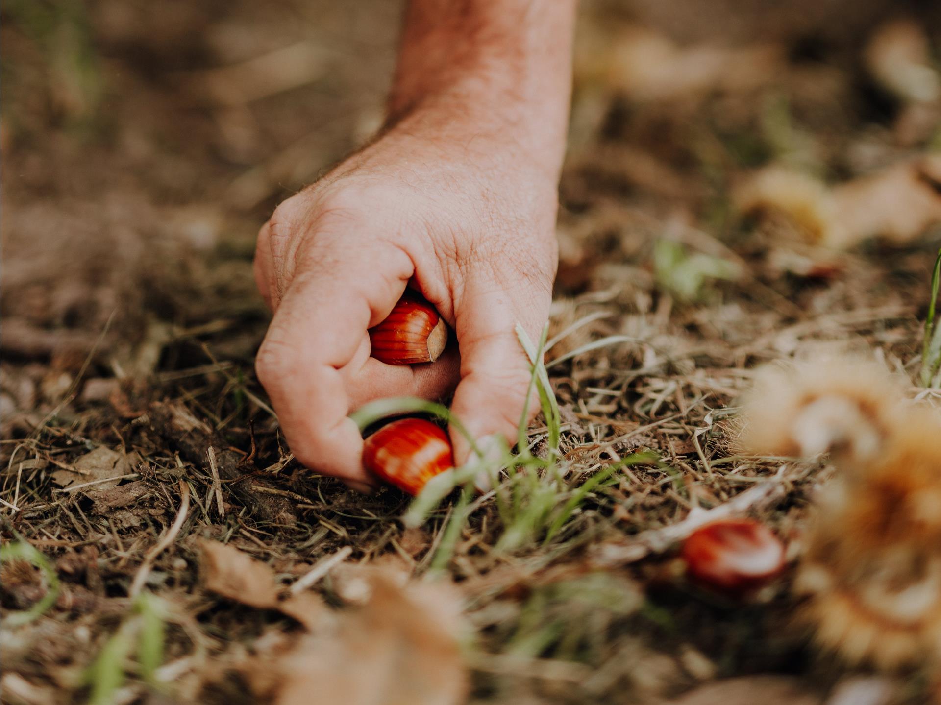 lanaregion-it-maike-wittreck-kastanienhain-laimer-5