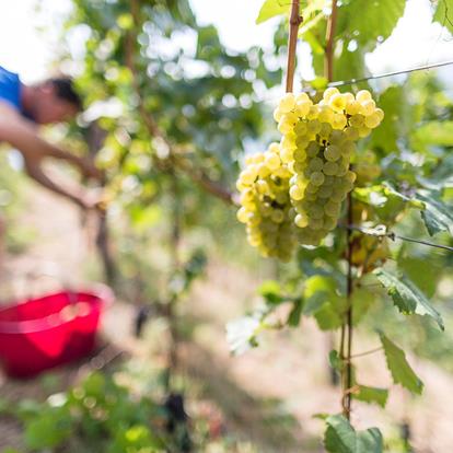 Appelteelt- en wijnbouw in Schenna bij Meran