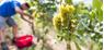 Melicoltura e viticoltura