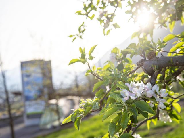 fruehling-bluete-sonne-tg-naturns-fotostudio-2000-7