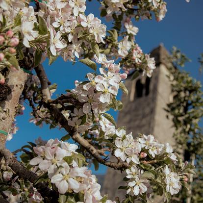 St. Proculus Church and Museum