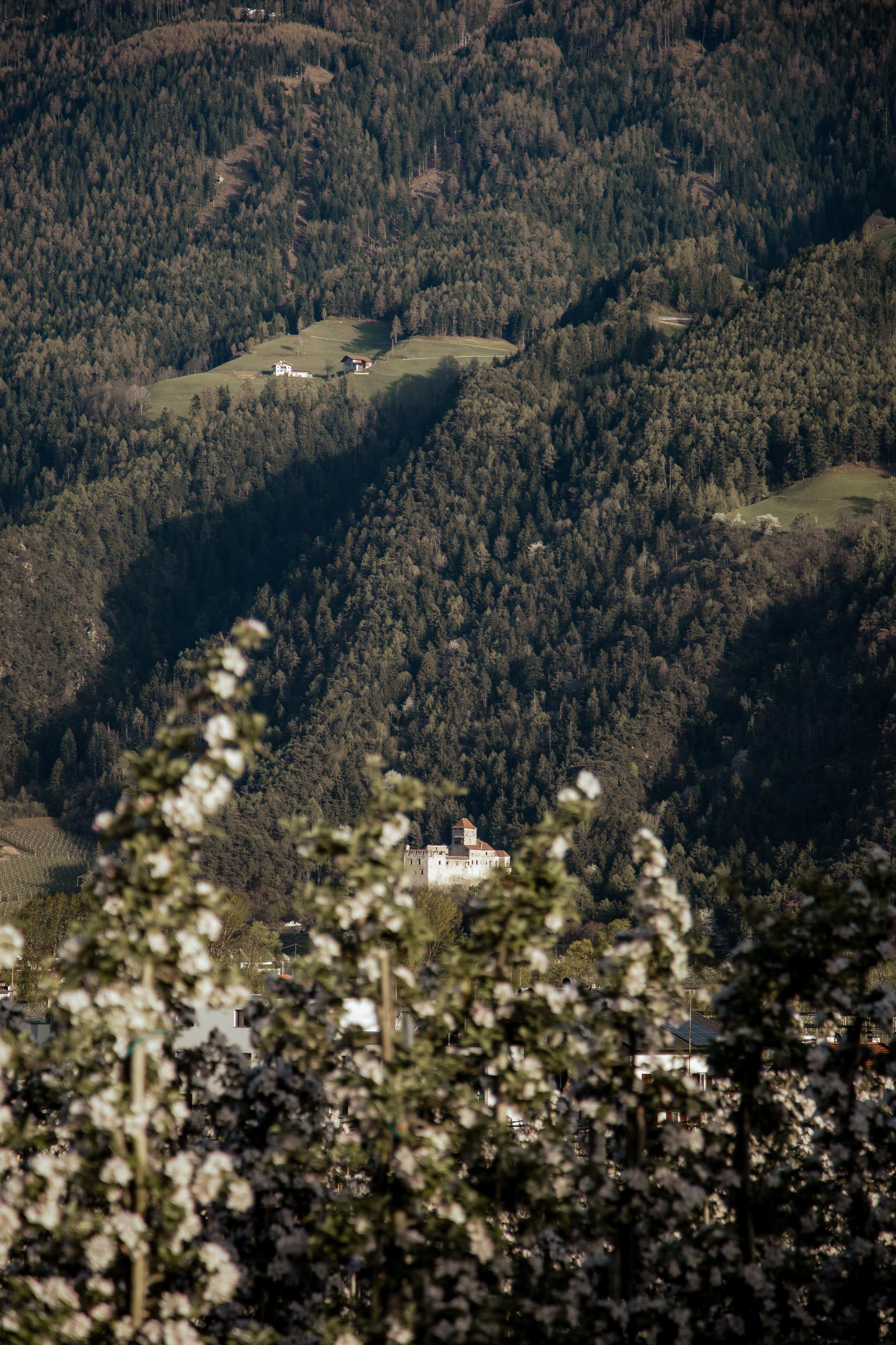 fruehling-bluete-sonne-tg-naturns-fotostudio-2000-11