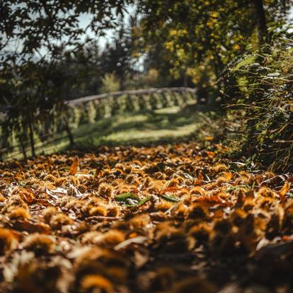 Herbstwanderungen rund um Meran in der Region Lana