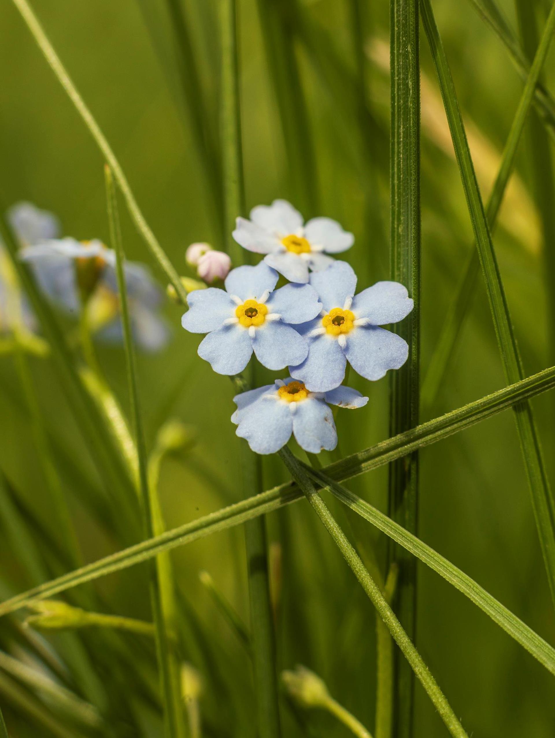 lq-greatthinglanavigljochforaging-63a7305