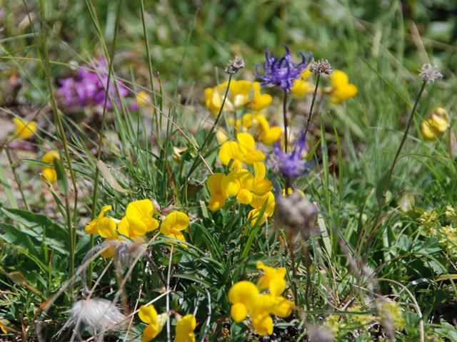 blumen-flora-naturpark-61