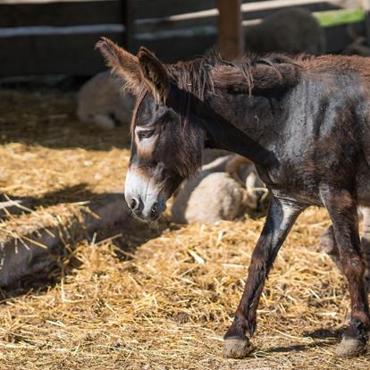 Rainguthof Animal Park