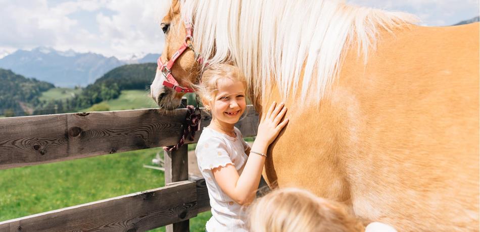 Experience Haflinger up close