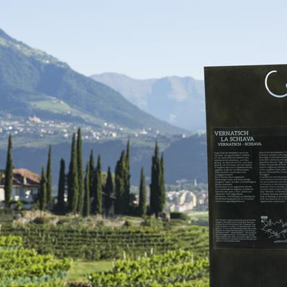 Information panel along the WineCulturePath