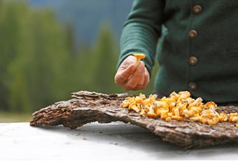 Pilze sammeln im Ultental