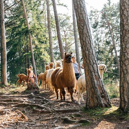 Lama- und Alpakawanderungen