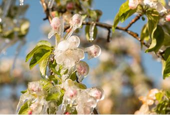 Schutz der Apfelblüte: Feuer & Wasser