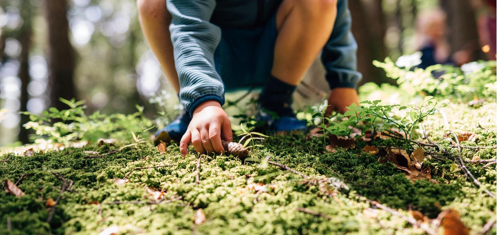Il bosco sta cambiando