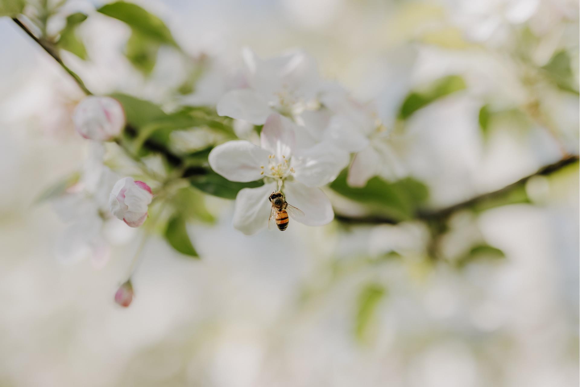 lanaregion-it-maike-wittreck-lana-blueht-2