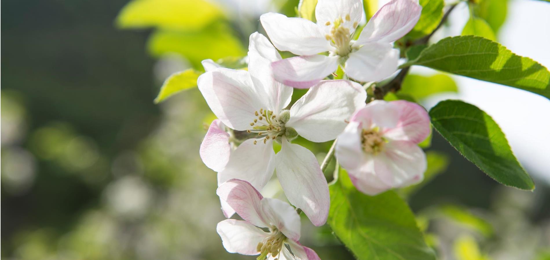 Rami di Santa Barbara: rivivere le tradizioni dell'Avvento