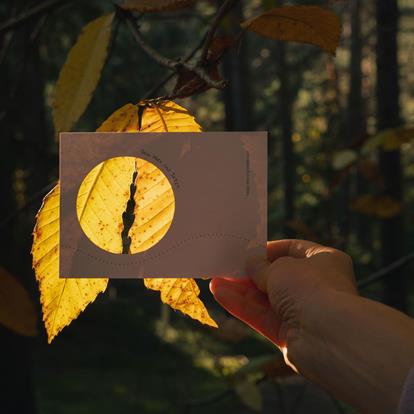 Alpine Forest Bathing in Merano and Environs