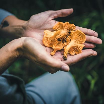 Pilze sammeln in Lana