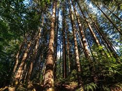 Essbarer Bergwald: nasch dich gesund