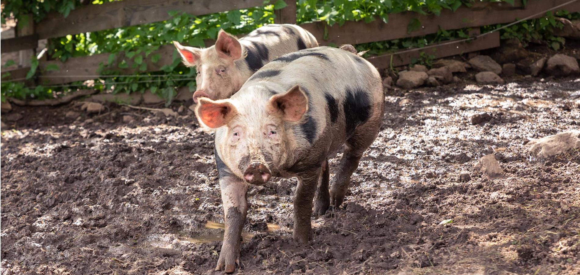 Obertimpflerhof, Vöran